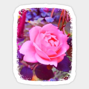 Pink Rose Fantasy Sticker